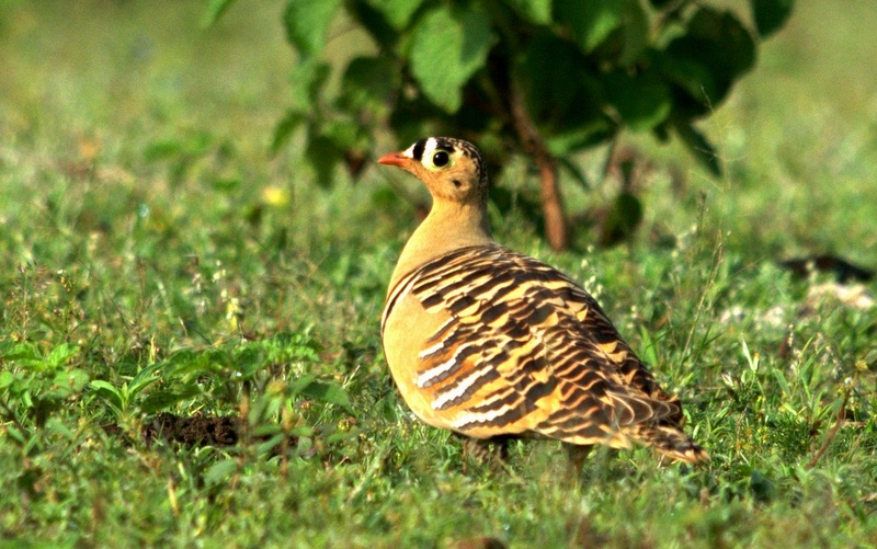 Upland Ground Birds